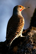 Northern Flicker Back