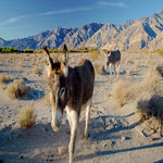Saline Valley Burros